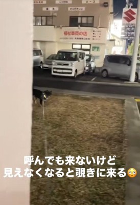 飼い主さんが隠れた時のめかぶ君2