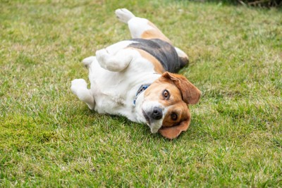 芝生の上を転がる犬