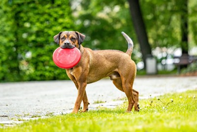 赤いゴーグルと服を着用した犬