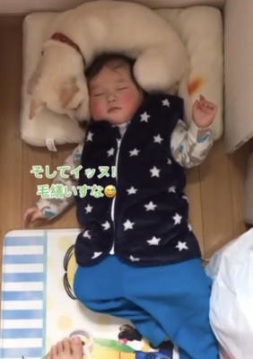 キッチンで寝る赤ちゃんと犬1