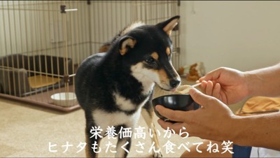 飼い主からご飯をもらう母親犬