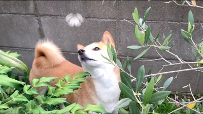 チョウチョを見つめる犬