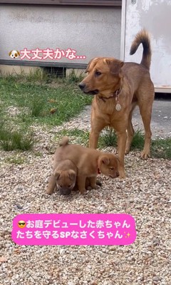 咲太郎くんと小夜ちゃんと赤ちゃん犬