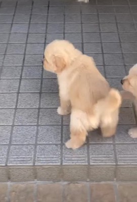 皿をカンカン慣らしたら…