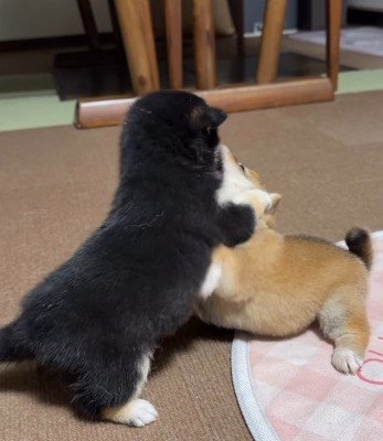 黒柴が優勢に！？
