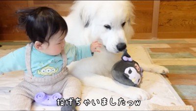 犬の目の前にぬいぐるみを置く赤ちゃん