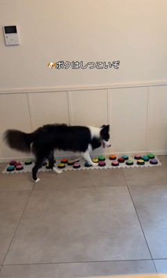 飼い主さんを呼び続けるサンゴくん4