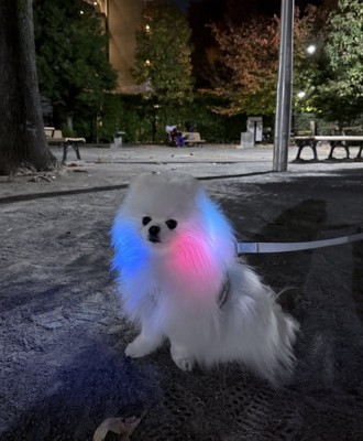 イルミネーション