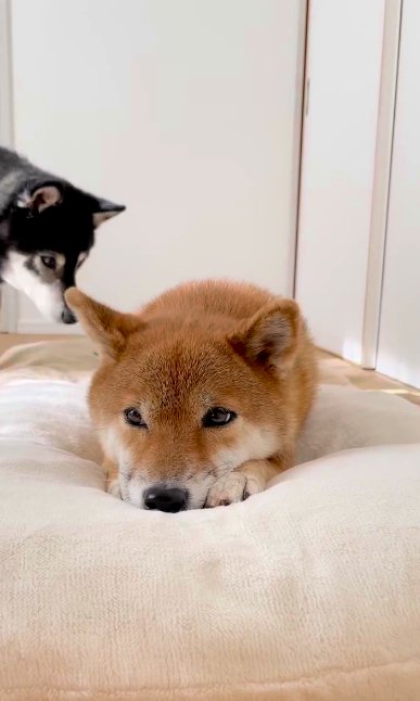 伏せる柴犬の背後に近づくもう1頭の柴犬