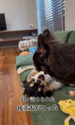 追い詰められたしょうぶ君の行動2