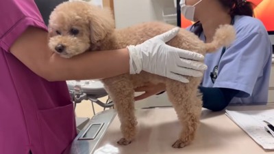 診察台の上に乗る犬3