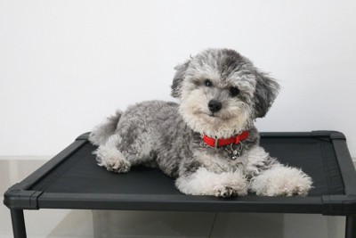 ベッドから見つめる犬