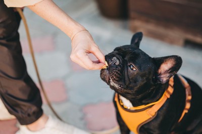外でトリーツをもらう犬