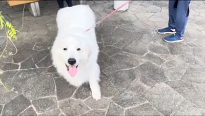 カメラを見つめる犬