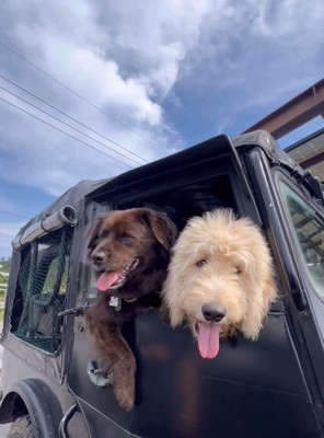 ルークくんとコテツくん