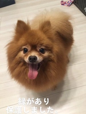 保護されたマハロちゃん