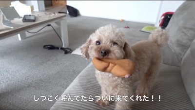 おもちゃを持ってソファに乗る犬