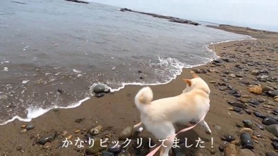 ビビって必死に避ける姿が愛おしい