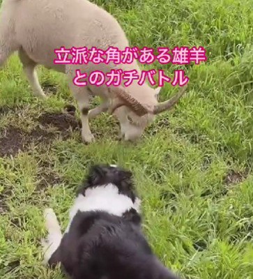 睨み合った瞬間…