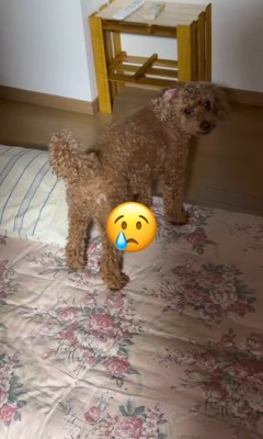 「お兄ちゃんがいない!」