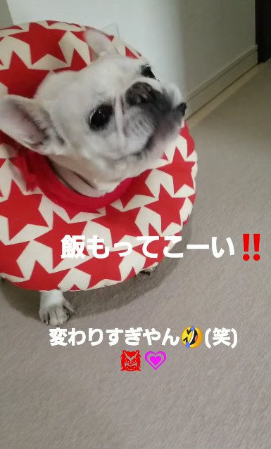 元気に吠えるフレンチブルドッグ