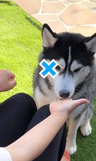 おやつ当てゲームを外すシベリアンハスキー