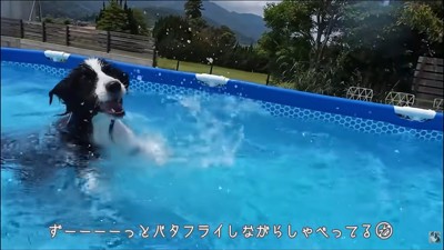 おしゃべりが止まらないコナくん