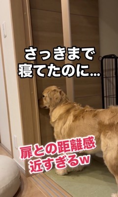 猛アピールがスタート