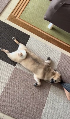 引きずられる小型犬
