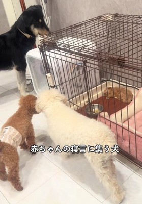 続々とケージの周りに集まってきた