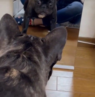 鏡で自分の姿を見た秀吉くん
