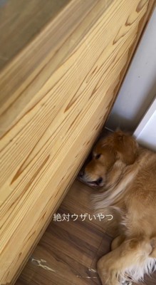 壁際で昼寝をする犬