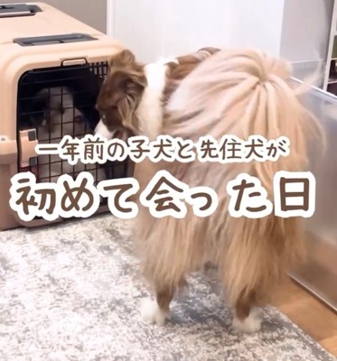 クレートの中にいる子犬とその様子を覗き込む犬