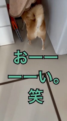 物陰に隠れる犬