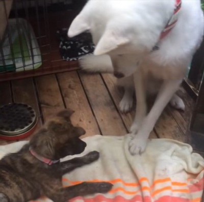 リキくんとすずちゃん3