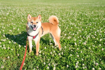 笑顔の柴犬