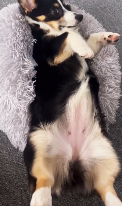 クッションに寝転がる犬