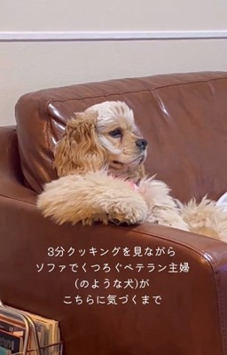 テレビを見るハムちゃん1
