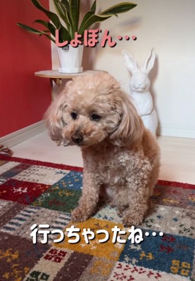 落ち込む犬
