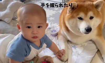 赤ちゃんと柴雄くんと茶太郎くん4