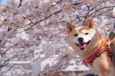 柴犬と桜