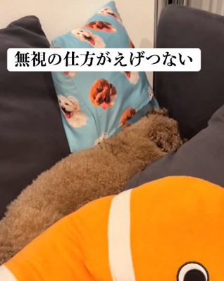 無視するアフロくん