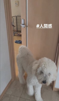 ドアを開けて出てきた犬