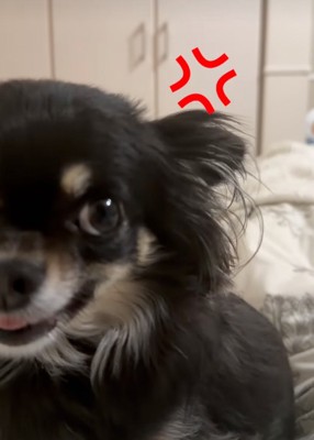 唸り始めた犬
