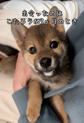 生後3ヶ月の豆柴