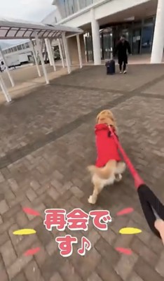 男性に向かって駆け出す犬