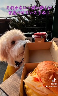 アグちゃんをお迎えするまで⑩