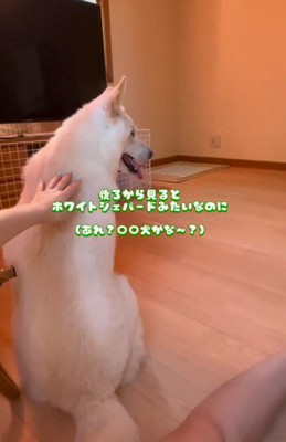 ホワイトシェパード…？