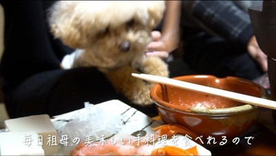 飼い主が食べる食事を見つめる犬