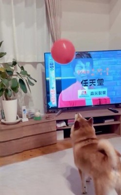 テレビの前にボールと柴犬